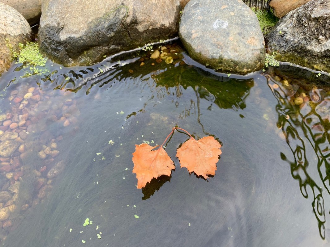 Falling into Good Habits - Autumn Pond Care