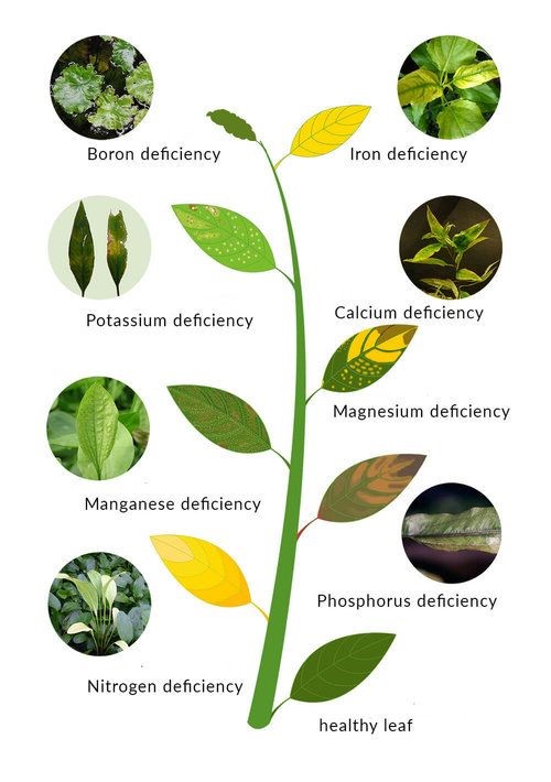 aquarium plant basics diagram