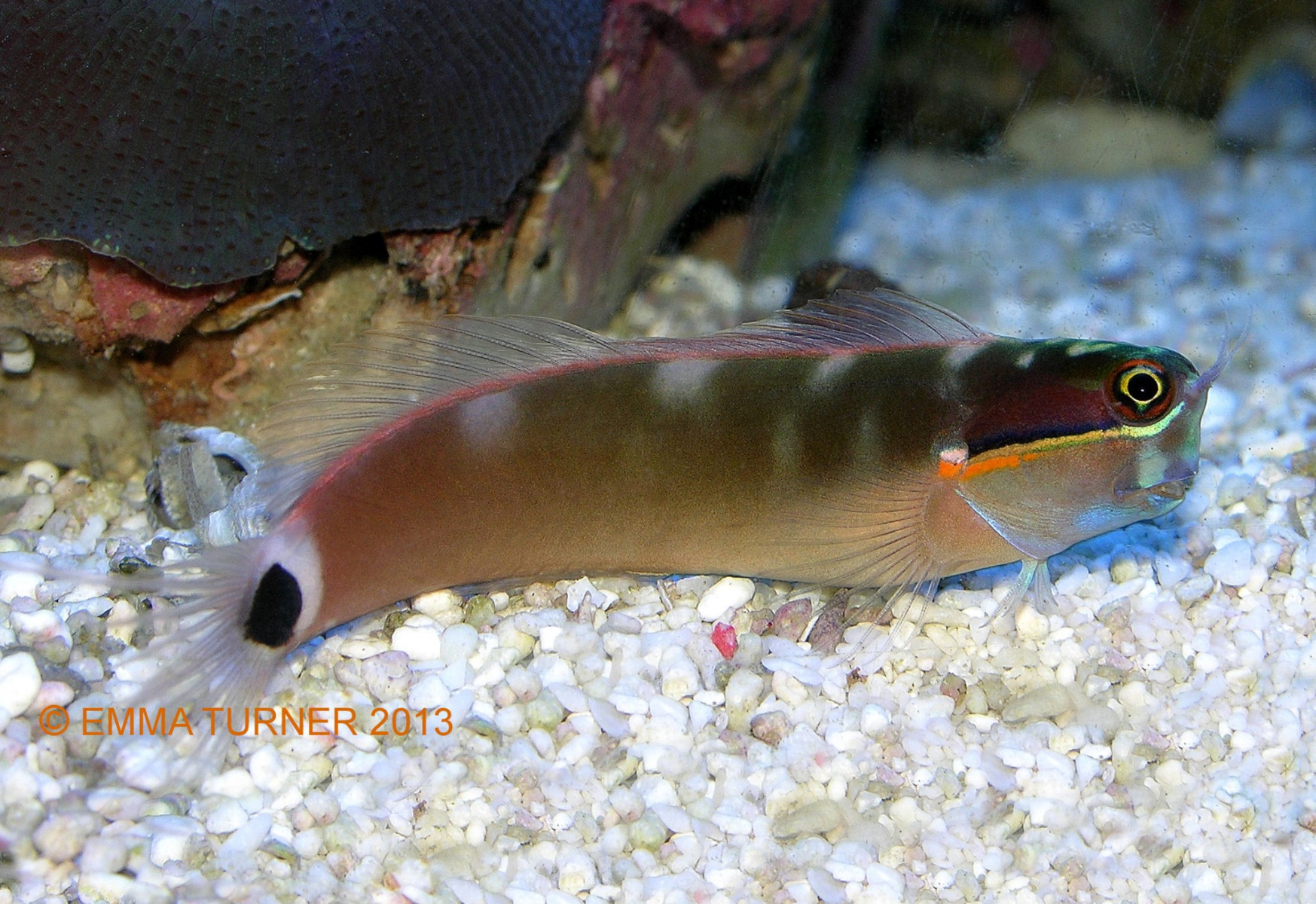 Gold Streak Blenny