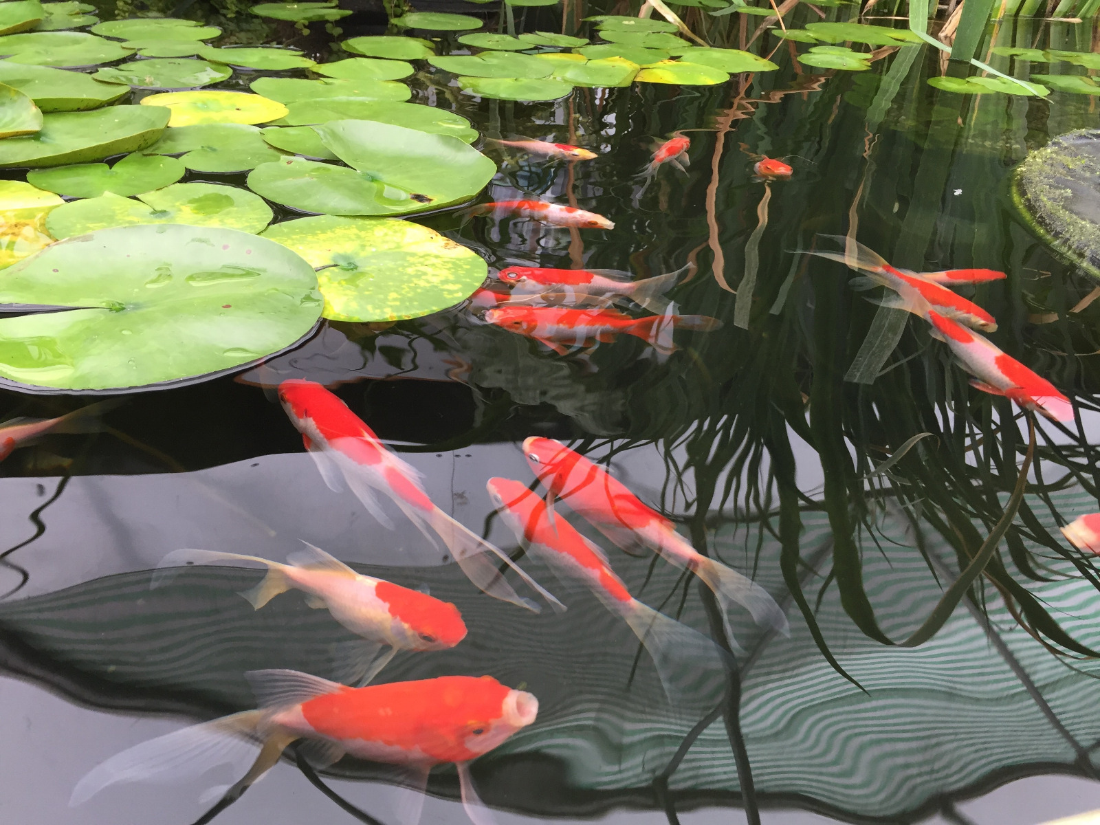goldfish in pond