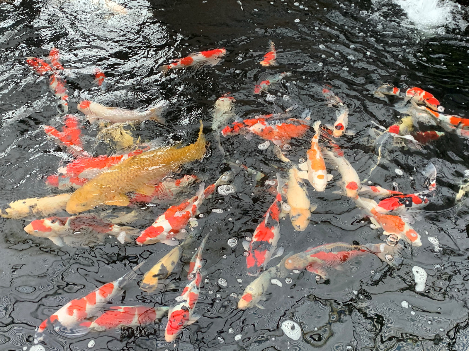 koi