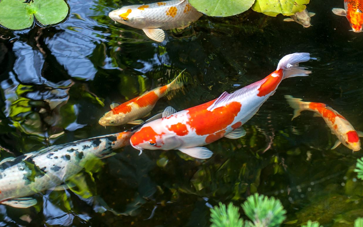 koi fish in pond