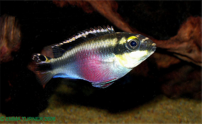 Kribensis krib