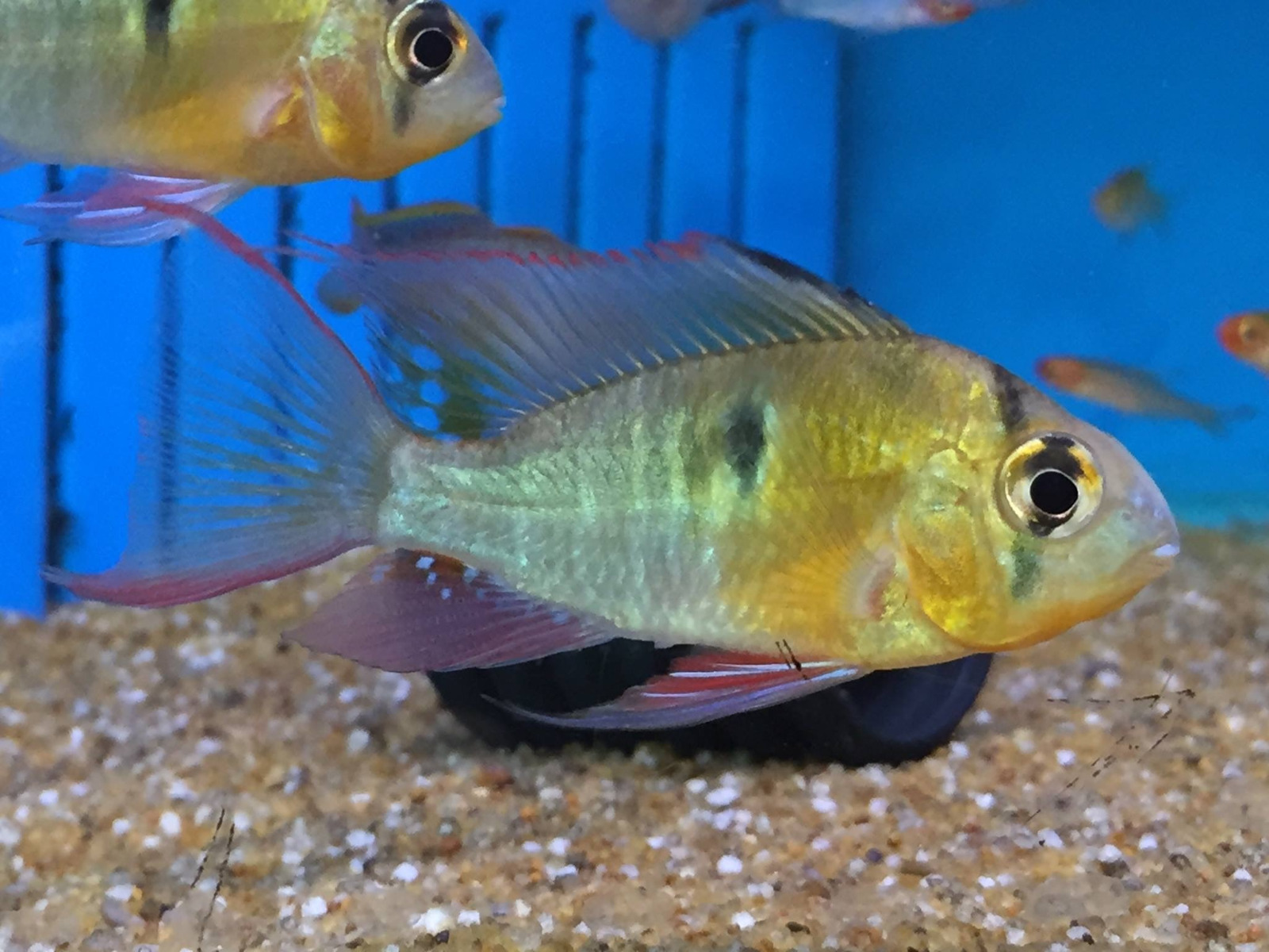 Bolivian ram fish