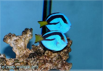 Regal Tang