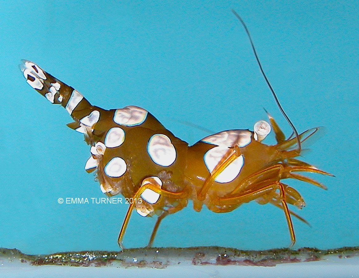 Sexy Shrimp