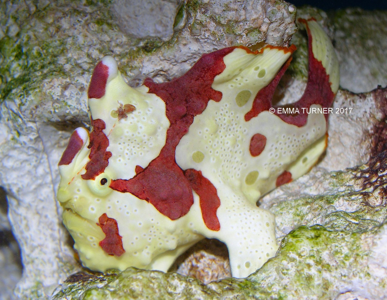 Warty Frogfish