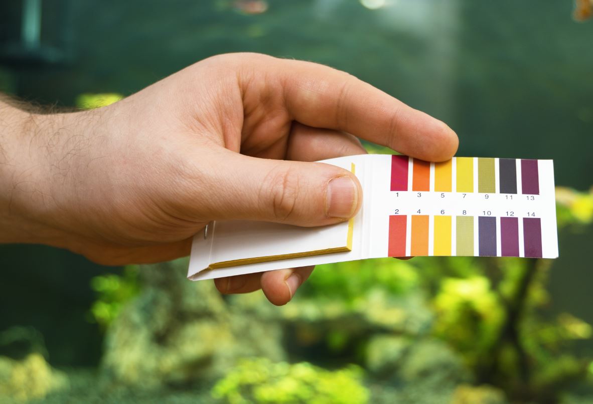 aquarium water test