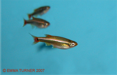 White Cloud Minnow