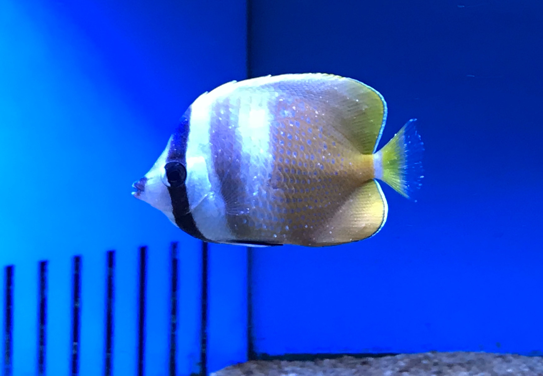 Marine whitespot1