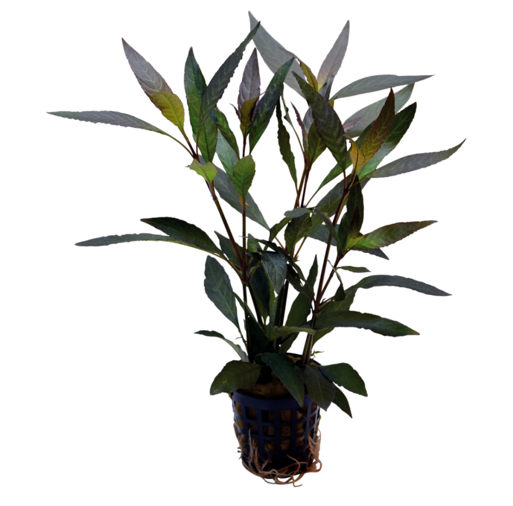 Tropical Aquarium Plant - Hygrophila guanensis (Pack of 3)