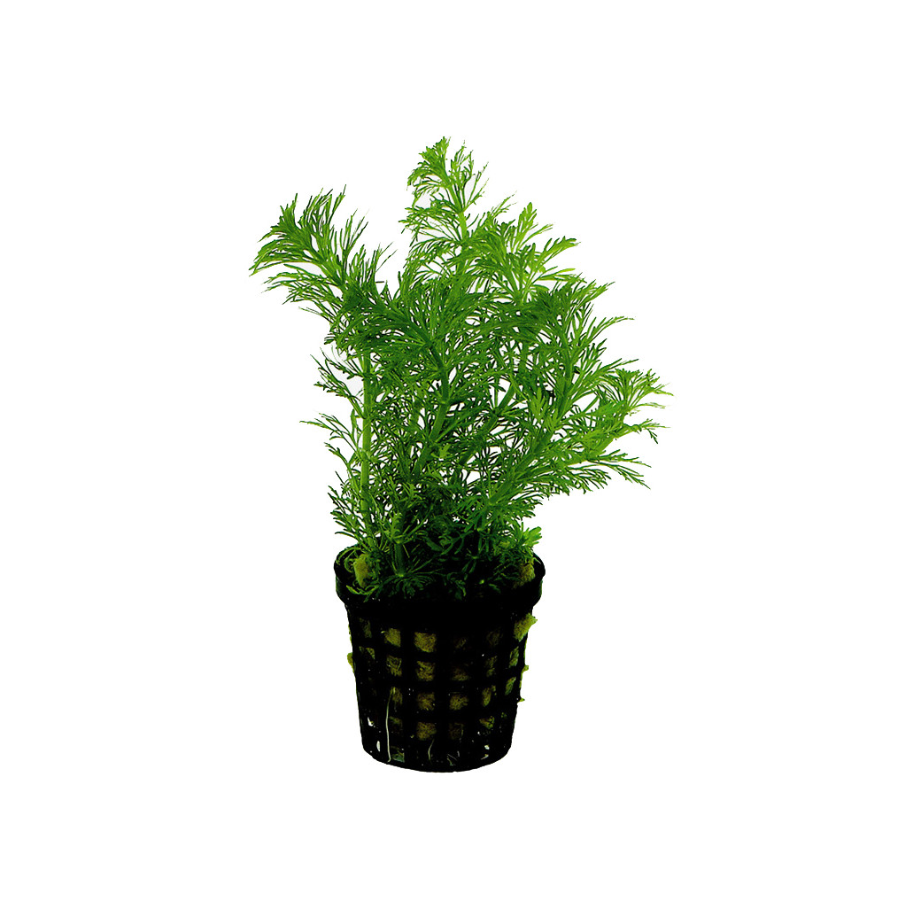 Tropical Aquarium Plant - Limnophila heterophylla (Pack of 3)