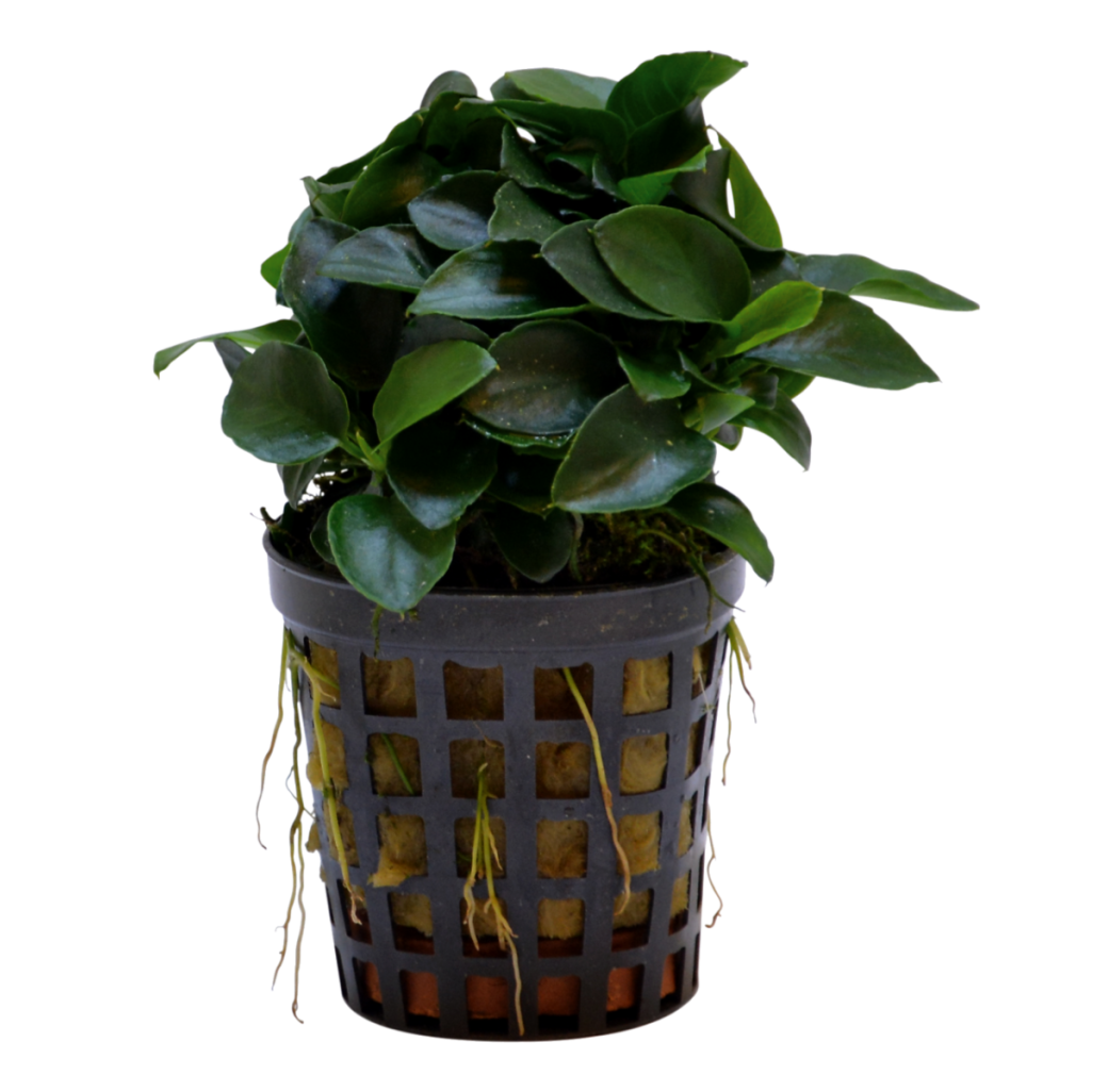 Tropical Aquarium Plant - Anubias nana 'Bonsai' (Pack of 3)