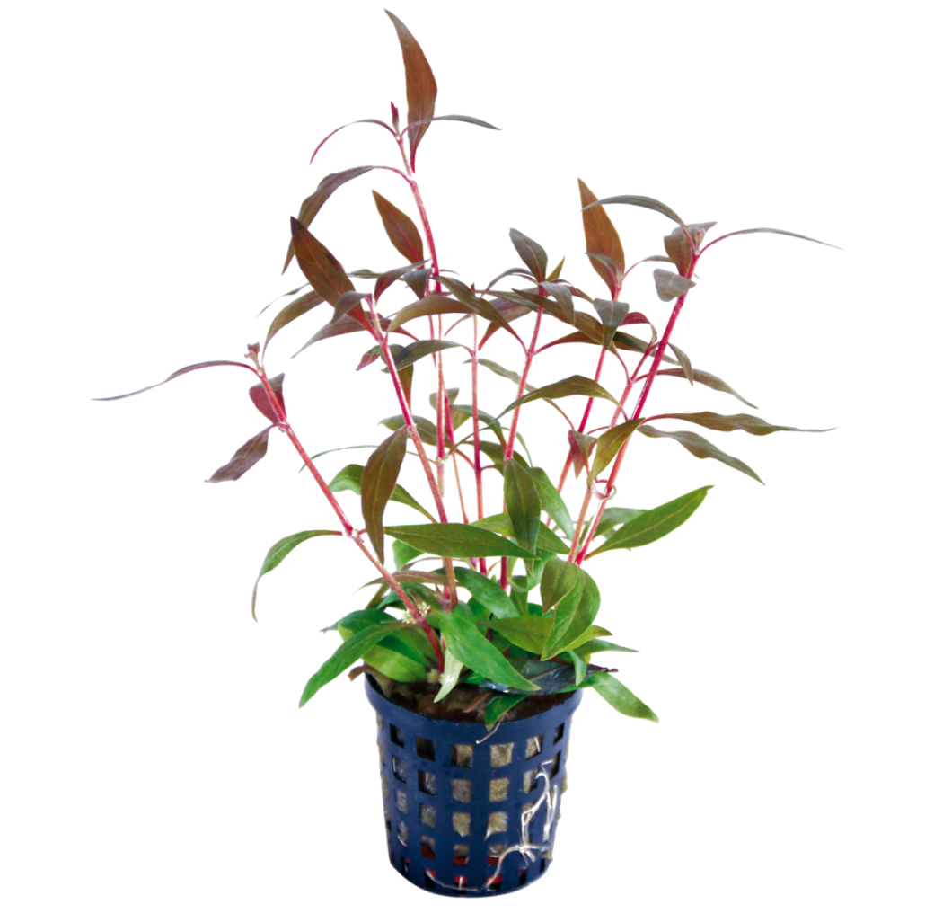 Tropical Aquarium Plant - Alternanthera rosaefolia 'Mini' (Pack of 3)