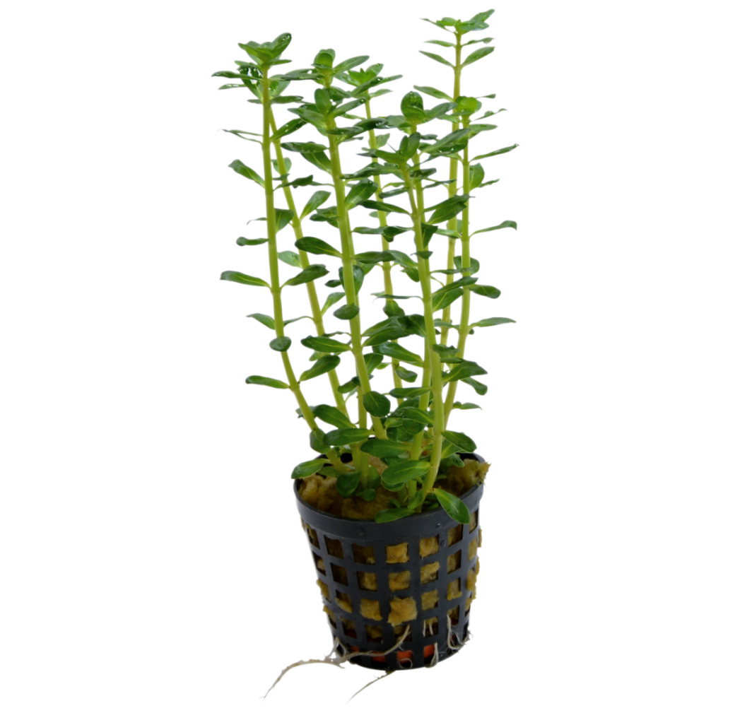 Tropical Aquarium Plant - Rotala indica (Pack of 3)