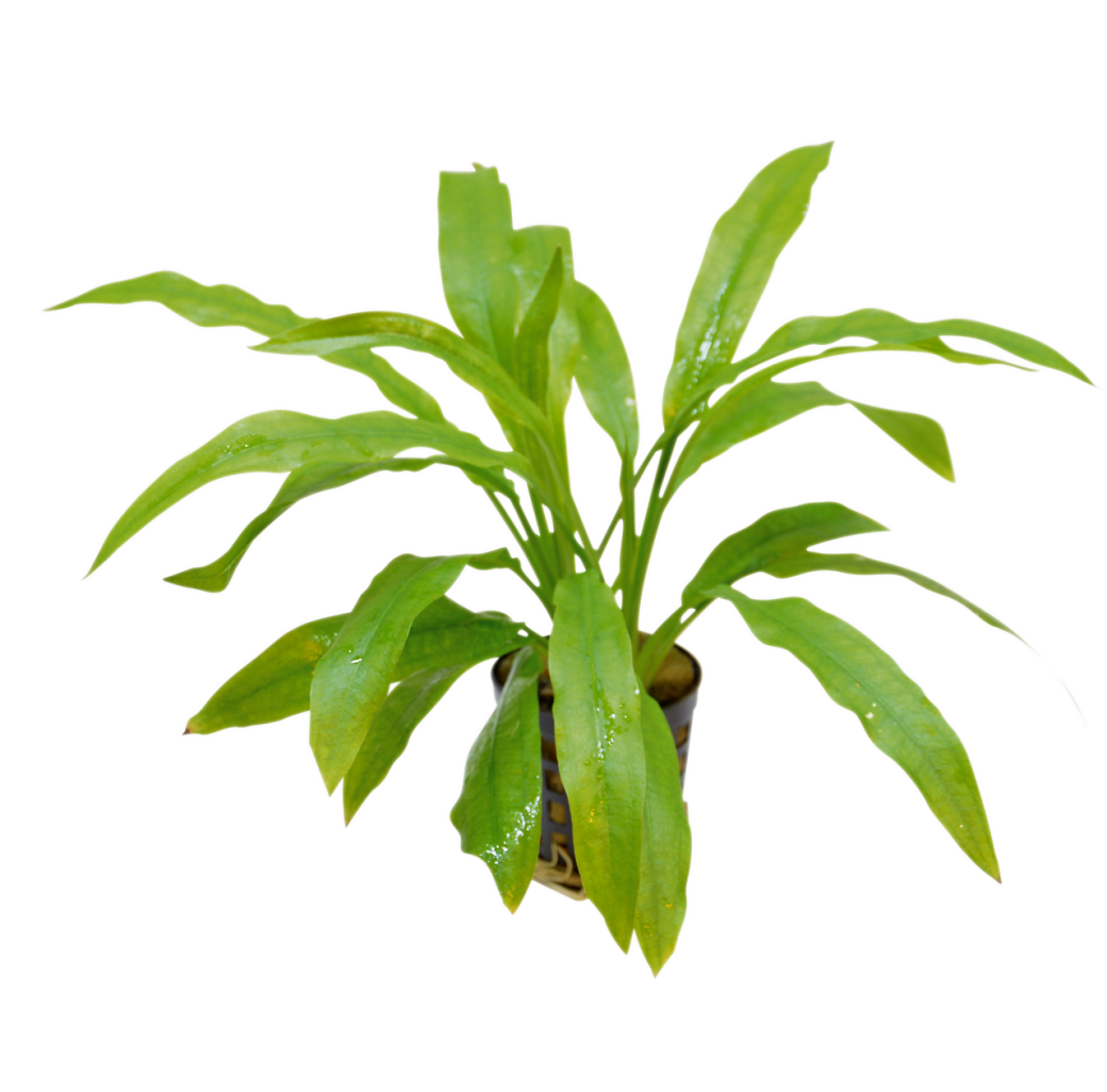 Tropical Aquarium Plant - Echinodorus amazonicus (Pack of 3)