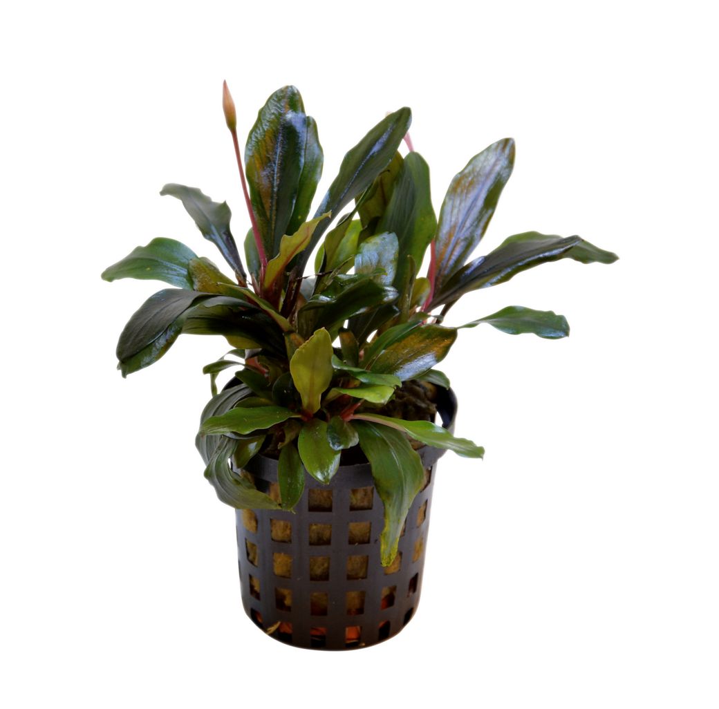 Tropical Aquarium Plant - Bucephalandra theia (Pack of 3)