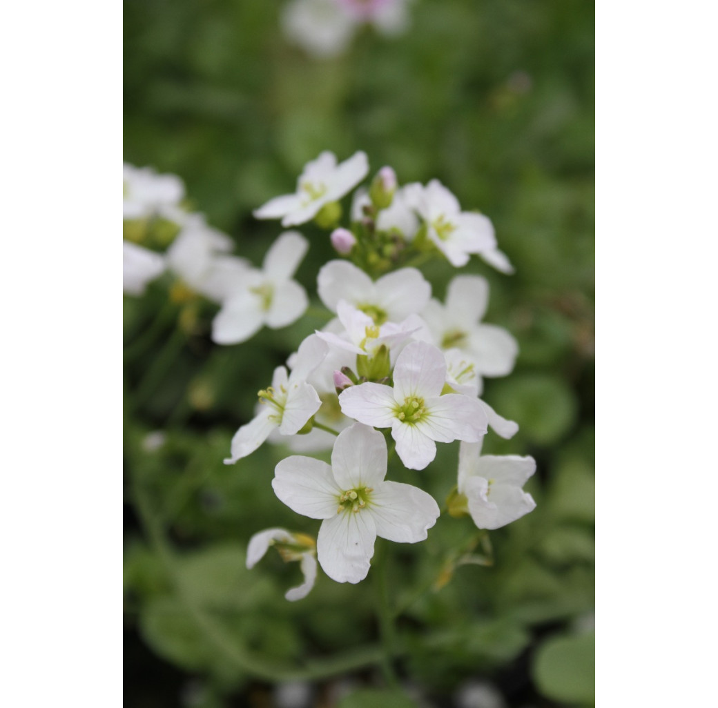 Pond Plant - Cardamine pratensis (Lady’s Smock) - Pack of 3 Plug Plants