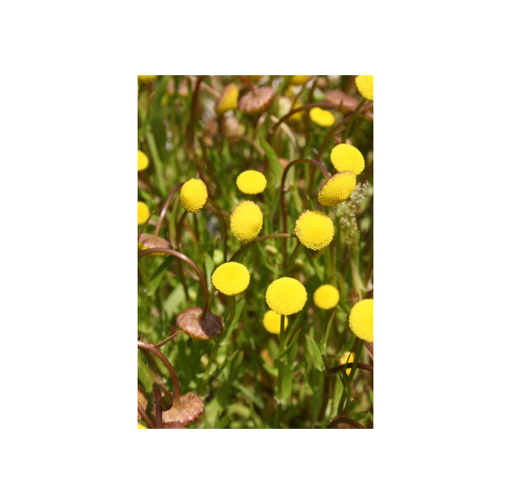 Pond Plant - Cotula coronopifolia (Golden Buttons) - Pack of 3 Plug Plants
