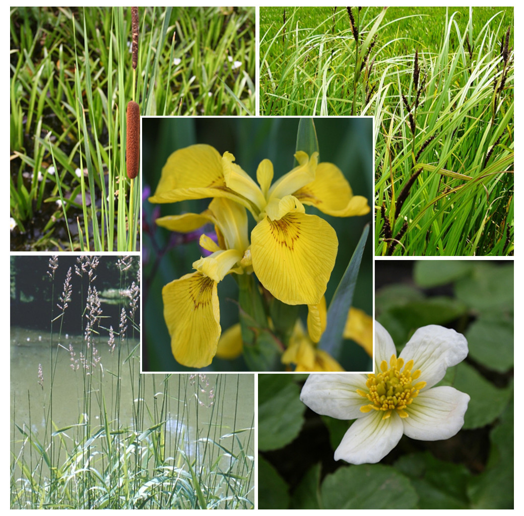 Pond Plant Pack - Filter Feeding (Pack of 5 Plug Plants)