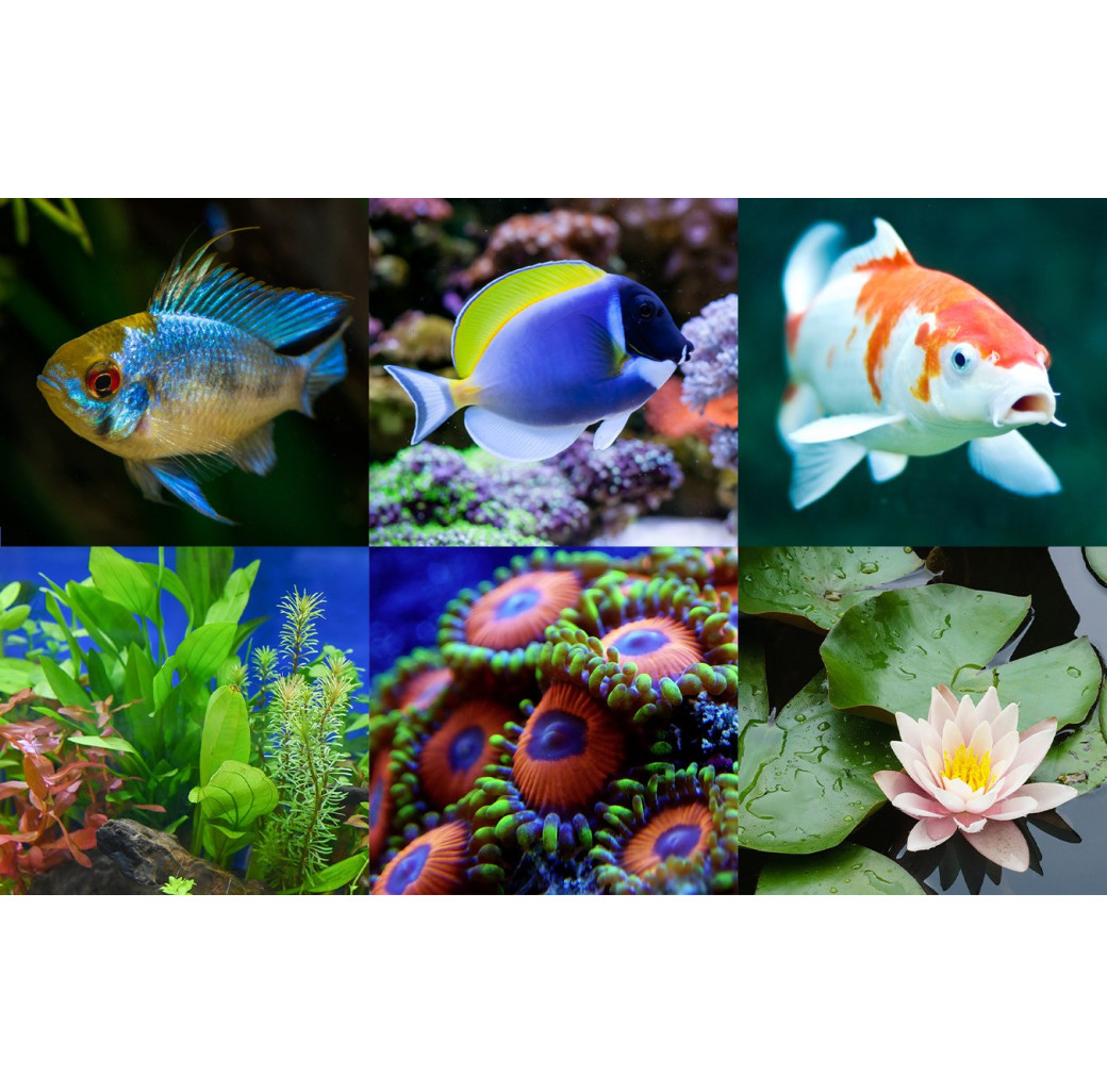 Aqua Nutrition Premium Koi Pellets