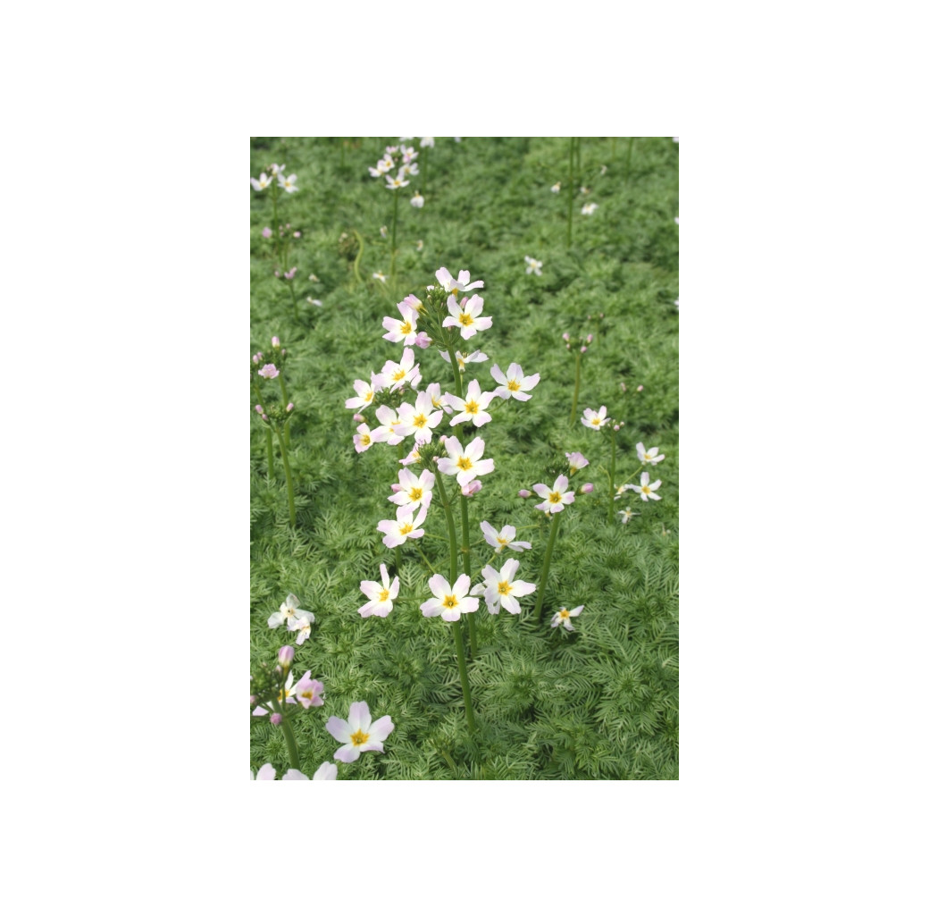 Pond Plant - Hottonia palustris (Water Violet) - Pack of 3 Plug Plants