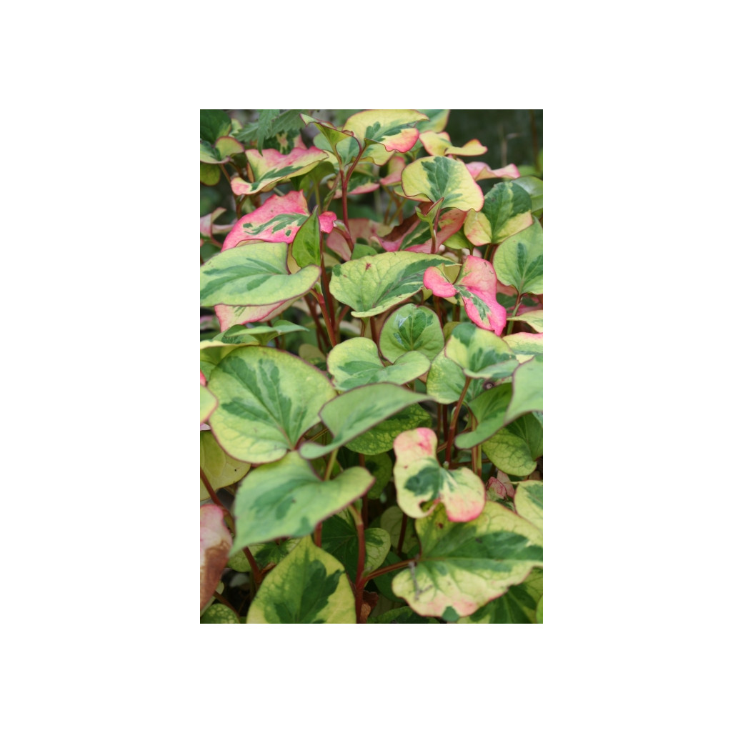 Pond Plant - Houttuynia cordata variegata (Variegated Orange Peel Plant) - Pack of 3 Plug Plants