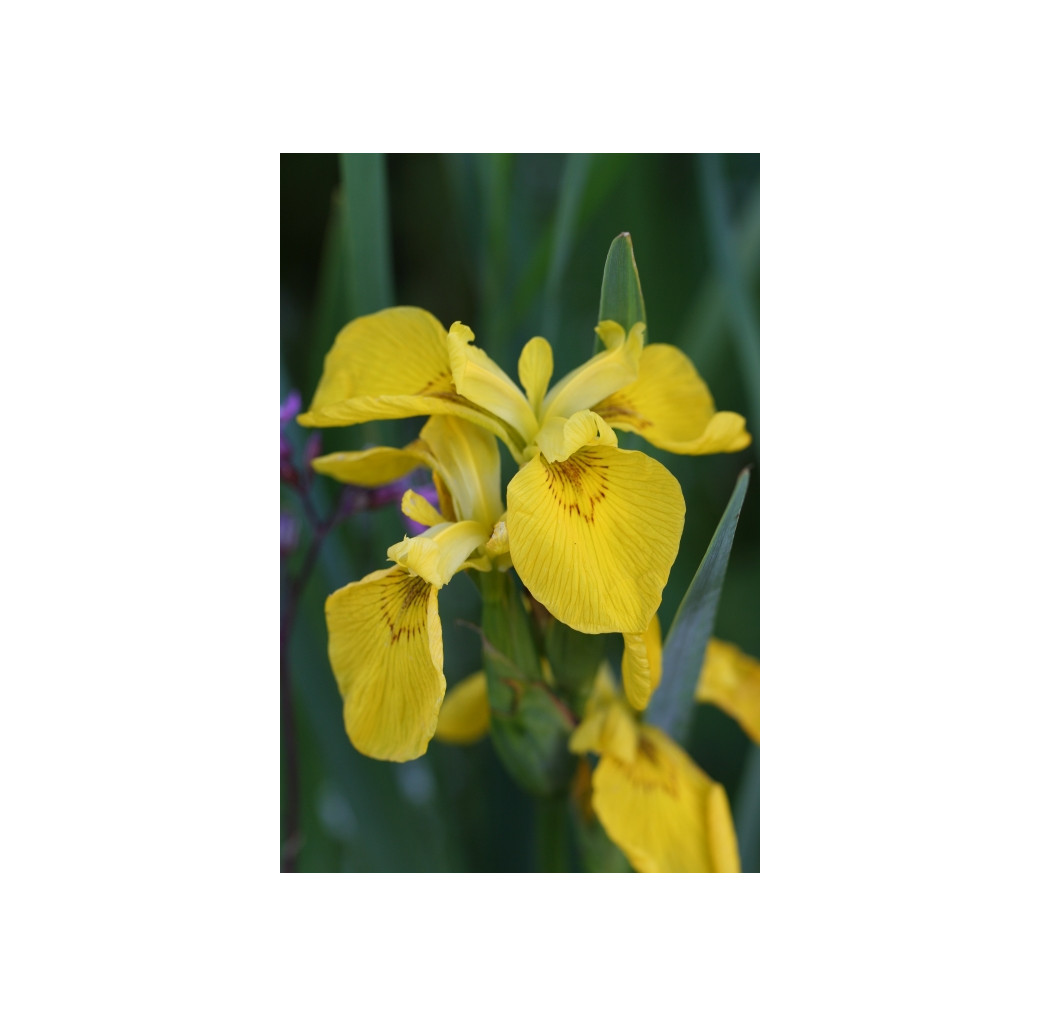 Pond Plant - Iris pseudacorus (Yellow Water Iris) - Pack of 3 Plug Plants