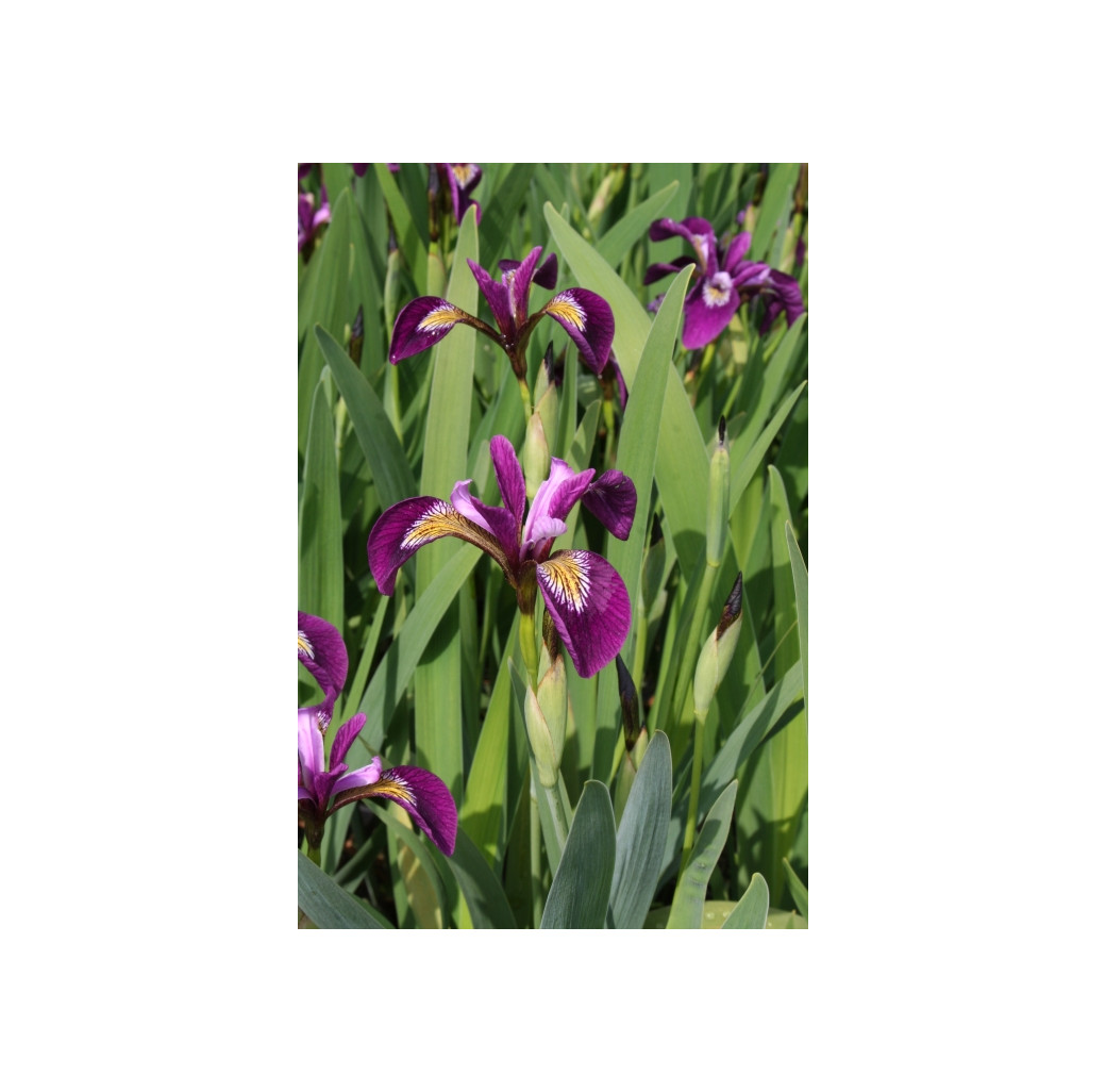 Pond Plant - Iris versicolor (American Water Iris) - Pack of 3 Plug Plants