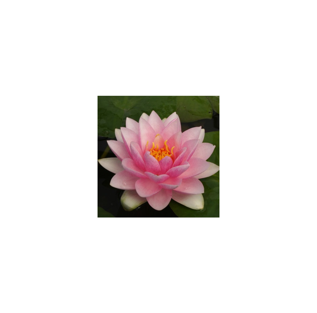 Pond Plant - Pink Waterlily (1L)
