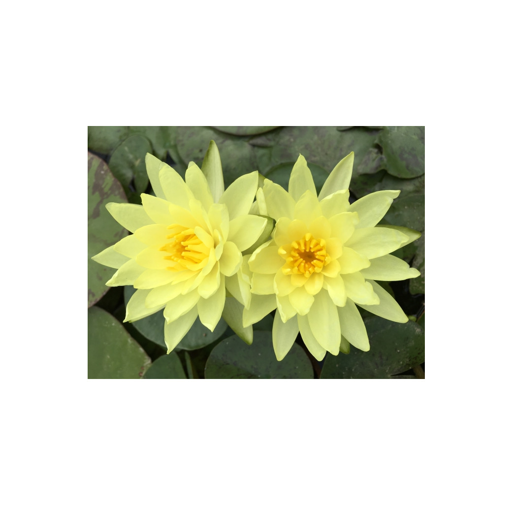 Pond Plant - Yellow Waterlily (1L)