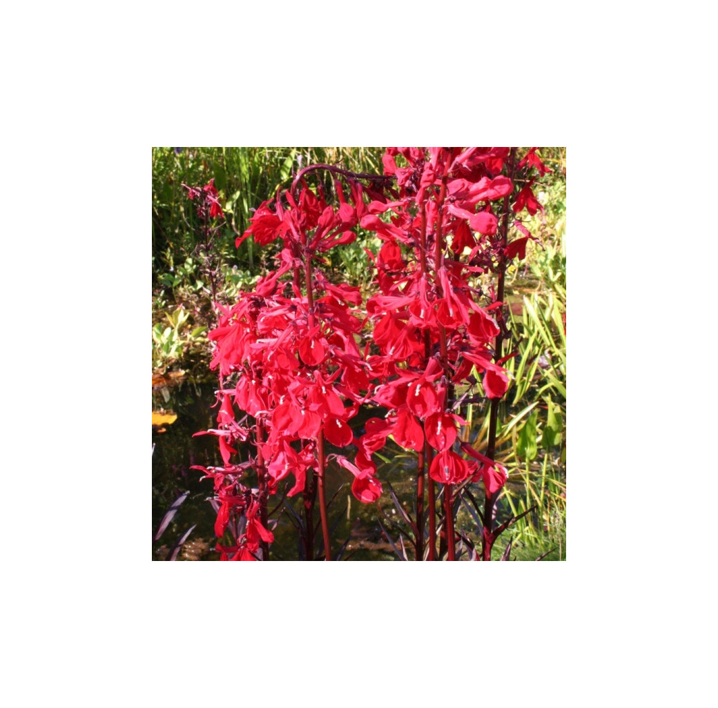 Pond Plant - Lobelia 'Queen Victoria' (Scarlet Lobelia) - Pack of 3 Plug Plants
