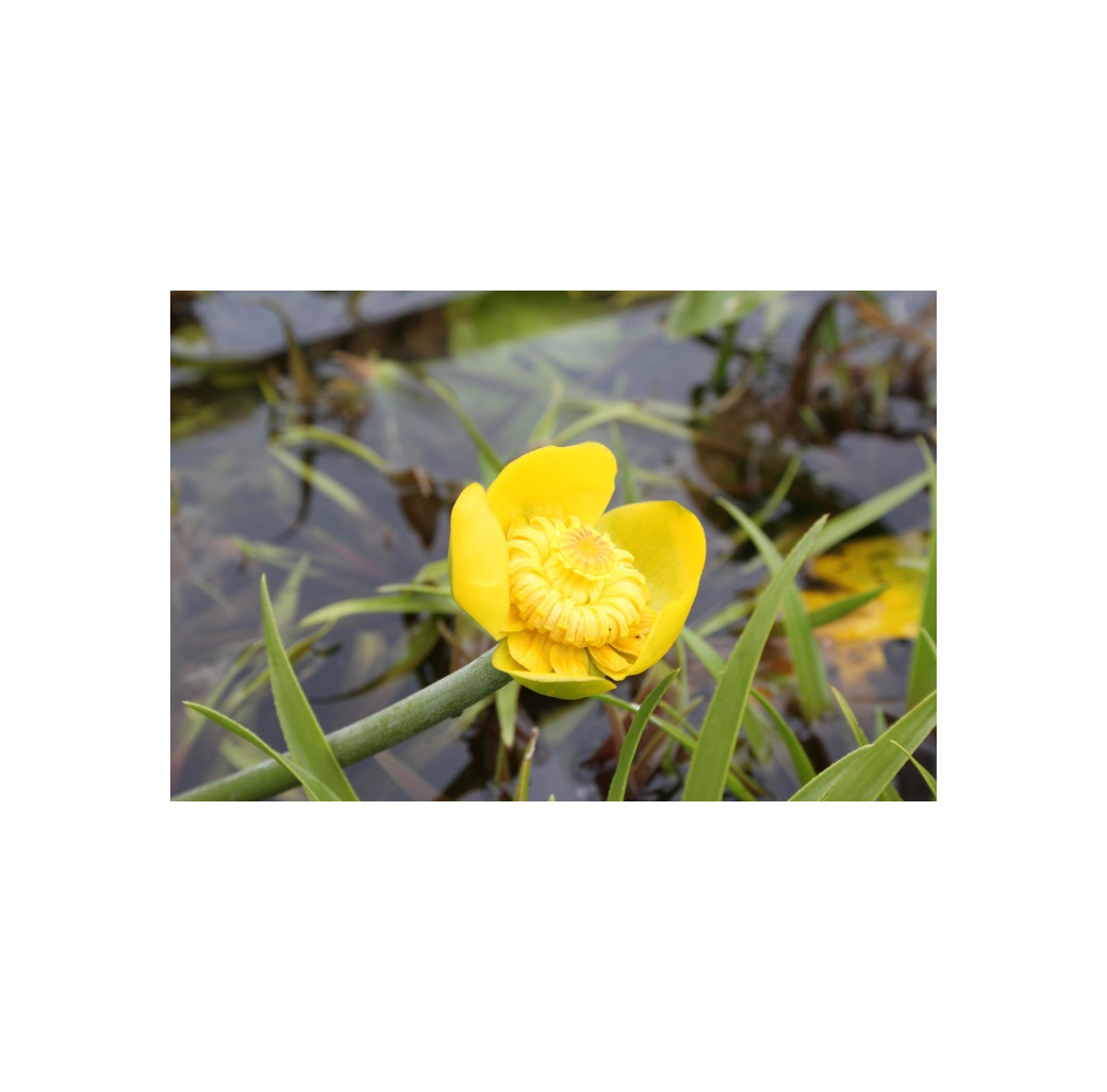 Pond Plant - Nuphar luteum (Brandy Bottle) 1L