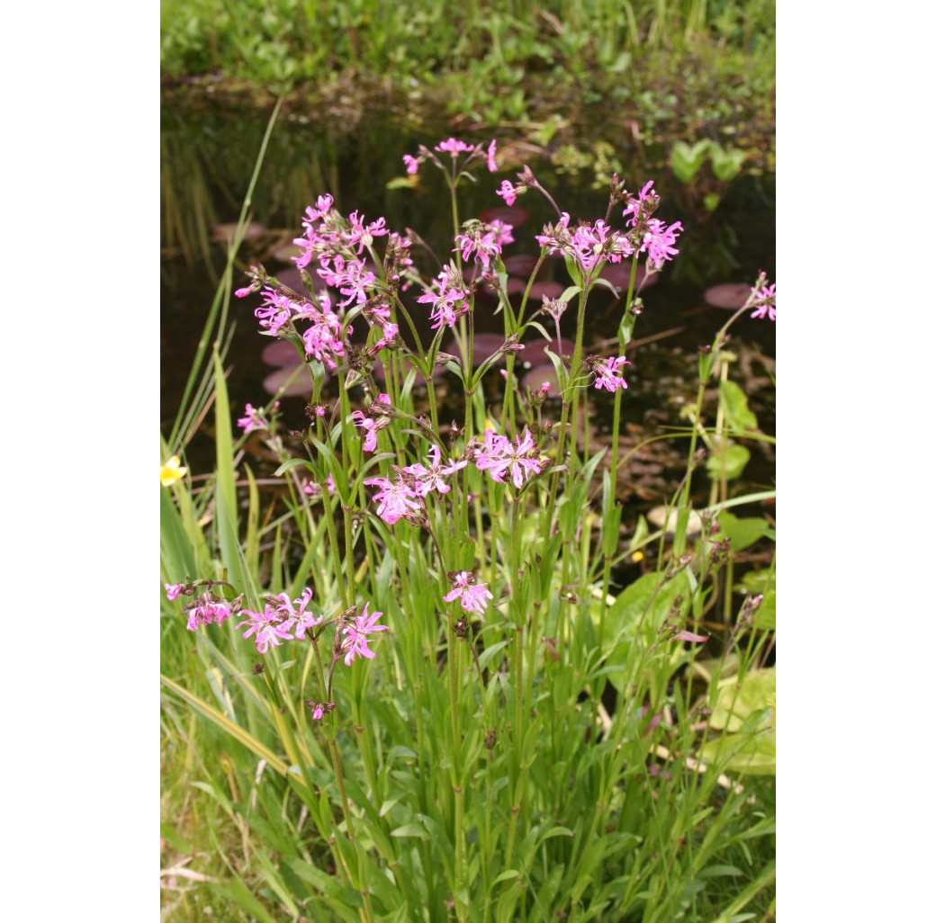 Pond Plant - Lychnis flos cuculi (Ragged Robin) - Pack of 3 Plug Plants
