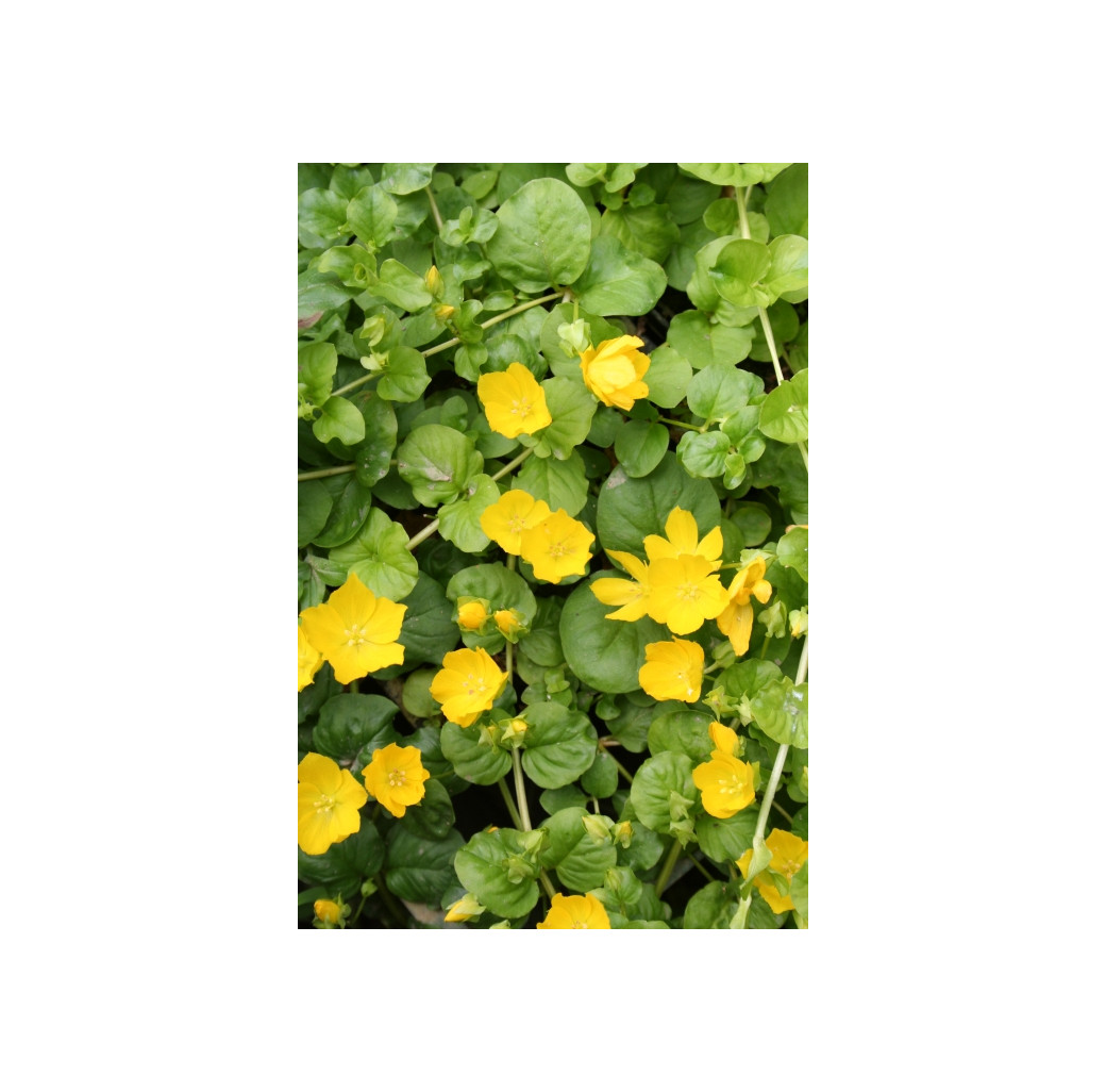 Pond Plant - Lysimachia nummularia aurea (Golden Creeping Jenny) - Pack of 3 Plug Plants