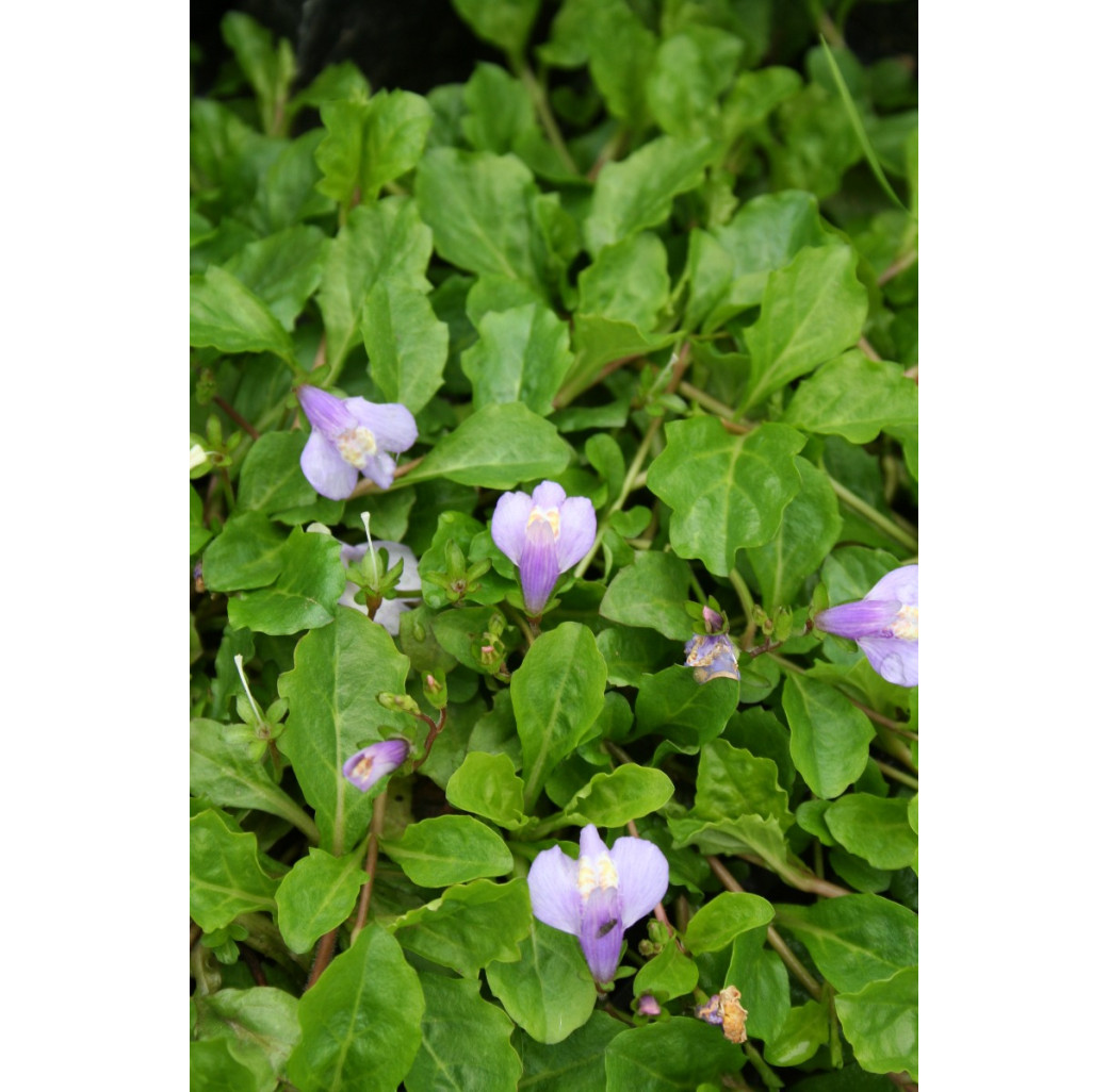 Pond Plant - Mazus reptans (Chinese Marsh Flower) - Pack of 3 Plug Plants