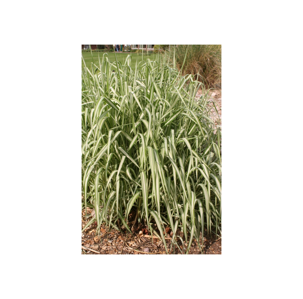 Pond Plant - Phalaris arundinacea ‘Picta’ (Gardener’s Garters) - Pack of 3 Plug Plants