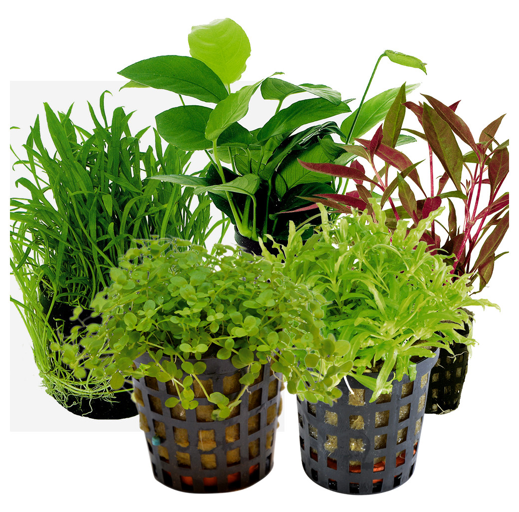 Tropical Aquarium Plant Pack - Foreground