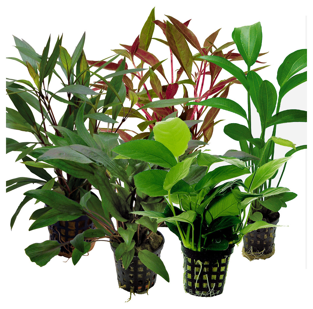 Tropical Aquarium Plant Pack - Special