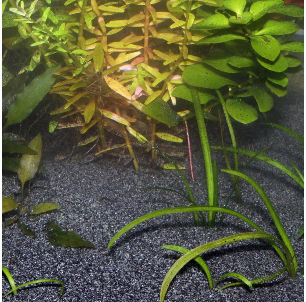 JBL Sansibar DARK Substrate