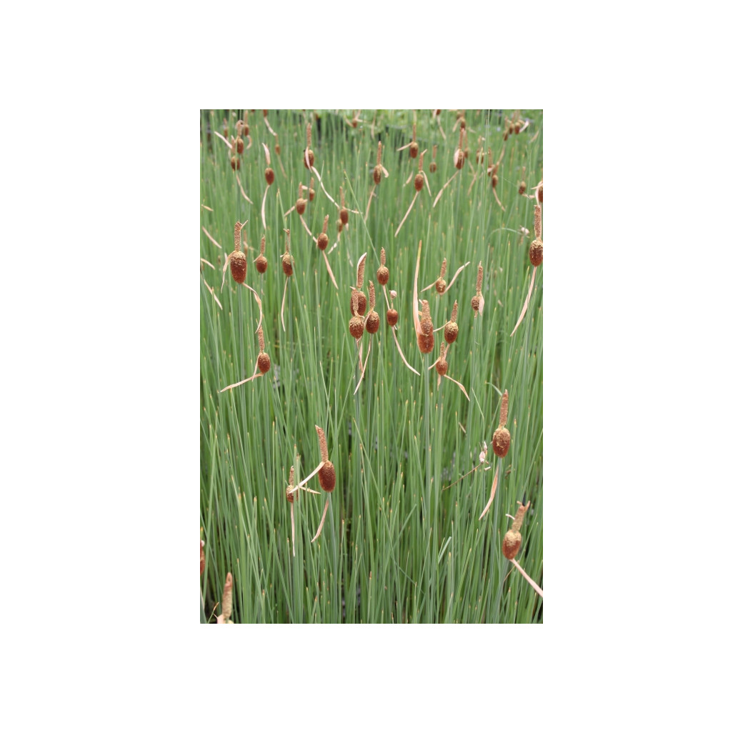 Pond Plant - Typha minima (Miniature Reed Mace) - Pack of 3 Plug Plants