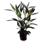 Tropical Aquarium Plant - Hygrophila guanensis (Pack of 3)