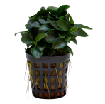 Tropical Aquarium Plant - Anubias nana 'Bonsai' (Pack of 3)