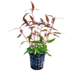 Tropical Aquarium Plant - Alternanthera rosaefolia 'Mini' (Pack of 3)