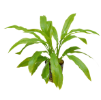 Tropical Aquarium Plant - Echinodorus amazonicus (Pack of 3)