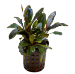Tropical Aquarium Plant - Bucephalandra theia (Pack of 3)