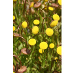 Pond Plant - Cotula coronopifolia (Golden Buttons) - Pack of 3 Plug Plants