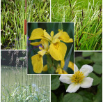 Pond Plant Pack - Filter Feeding (Pack of 5 Plug Plants)