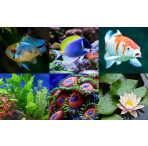 Aqua Nutrition Premium Koi Pellets