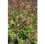 Pond Plant - Geum rivale (Water Avens) - Pack of 3 Plug Plants